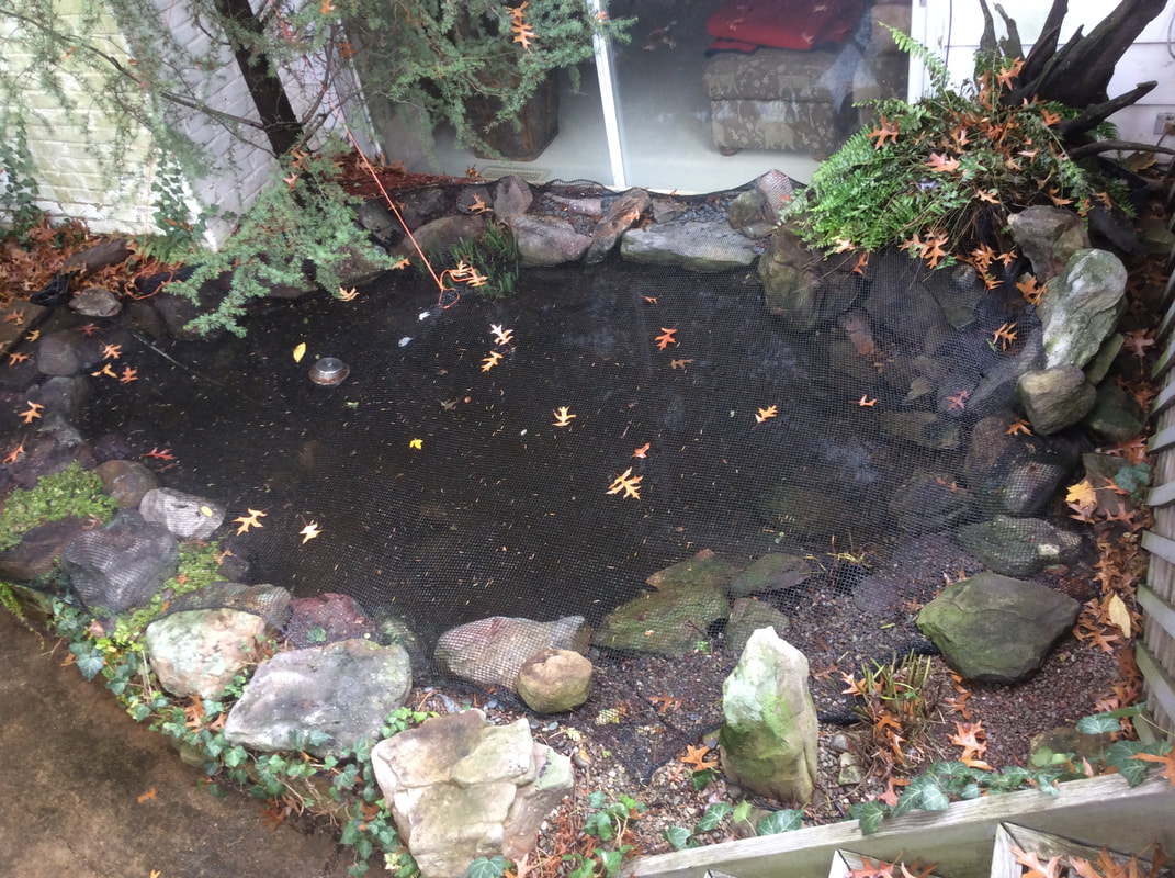 Pond Tent Structure for Backyard Ponds in Central PA